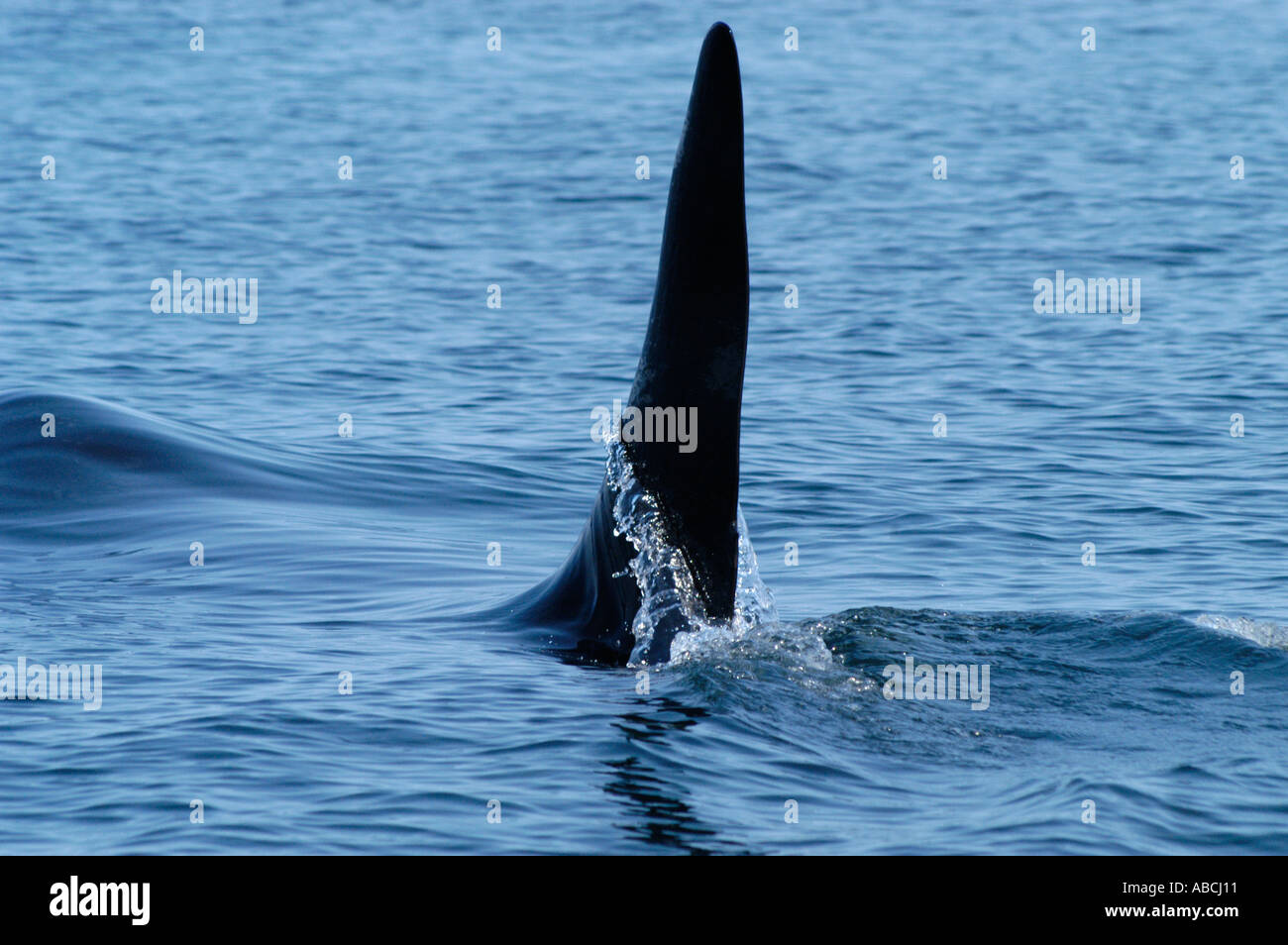 Dorsal fin of a male Orca or Killer Whale Stock Photo Alamy