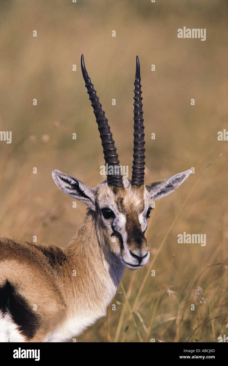 Close up portrait of male Thomson s Gazelle Stock Photo - Alamy