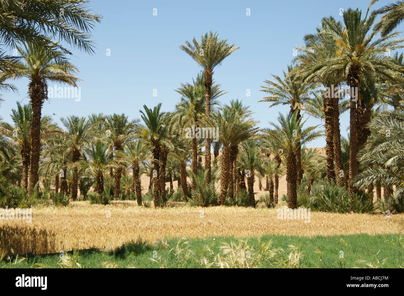 Barley and wheat production in Draa valley palm plantations Stock Photo
