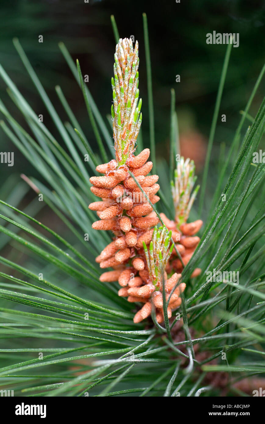 Pine tree flower hi-res stock photography and images - Alamy