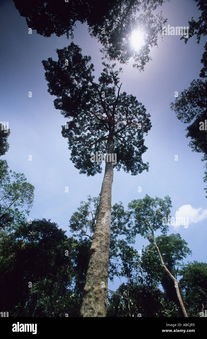 African mahogany or Sapele tree in the Congo rainforest, Republic of