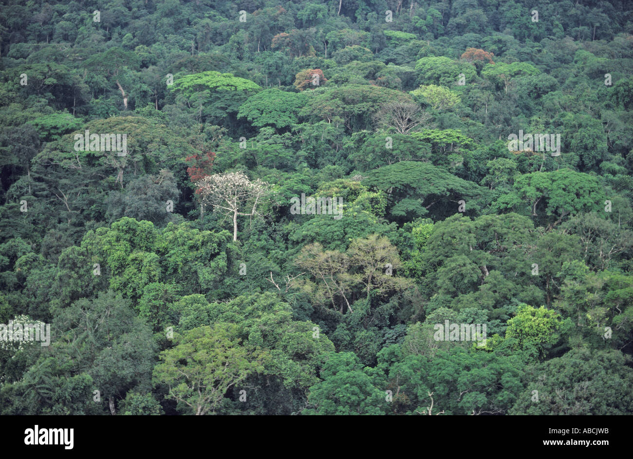 Congo forest aerial hires stock photography and images Alamy