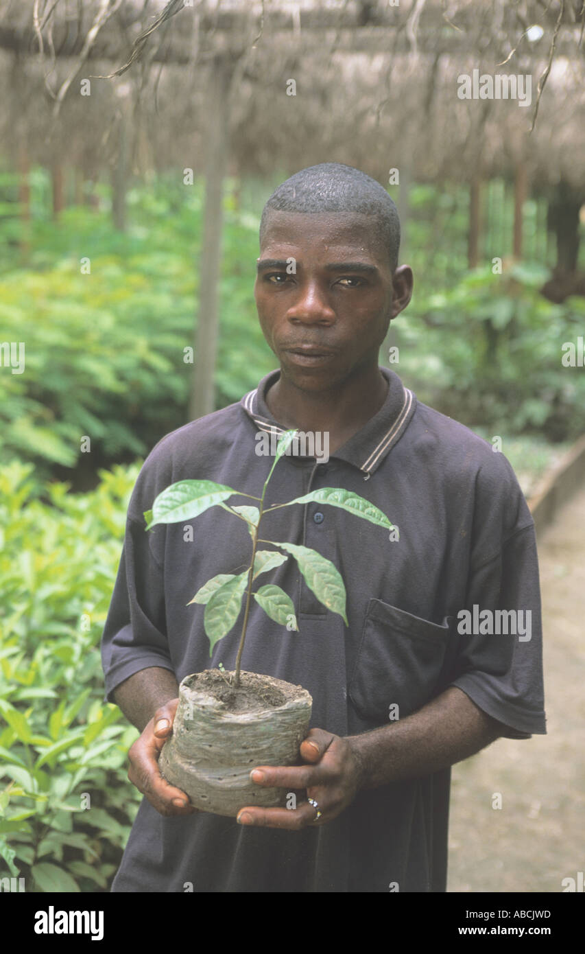 Local worker in tree nursery with sapele (African mahogany) seedling, Republic of Congo Stock Photo