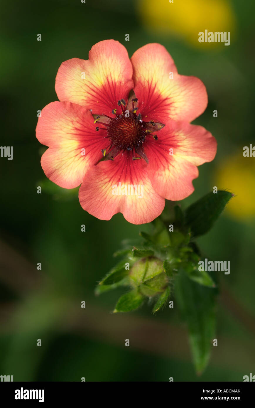 Geum Mrs Bradshaw Flower head hardy perennial macro closeup close up detail petals flowerhead garden UK England British Britai Stock Photo