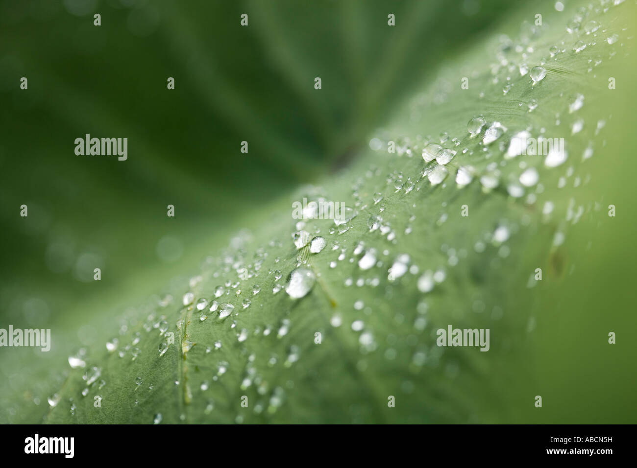 Close up of Taro leaf in Taro patch after rain shower, Ulaula Poni ...