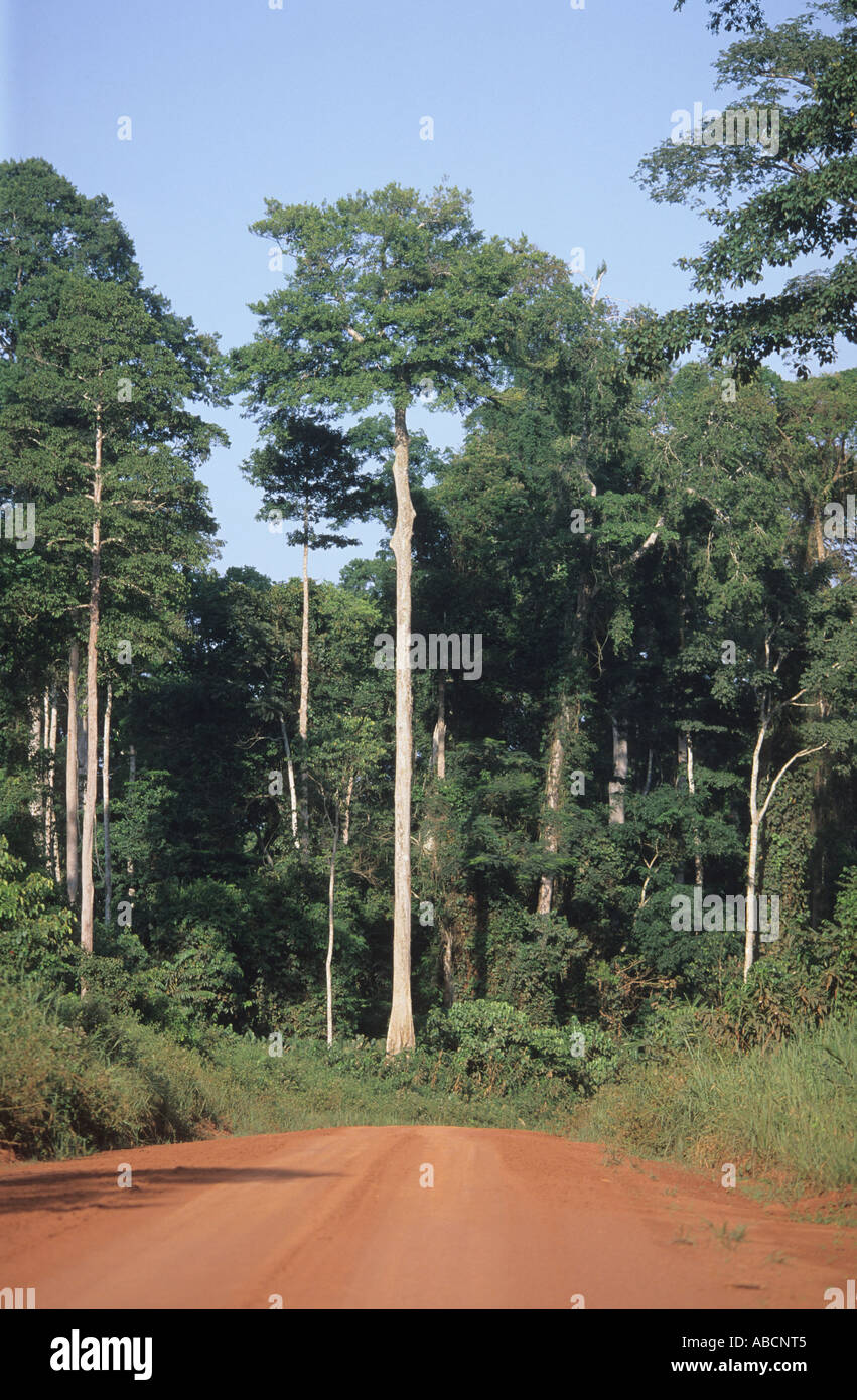 Trunk of African mahogany (sapele) tree in the rainforest, the Republic