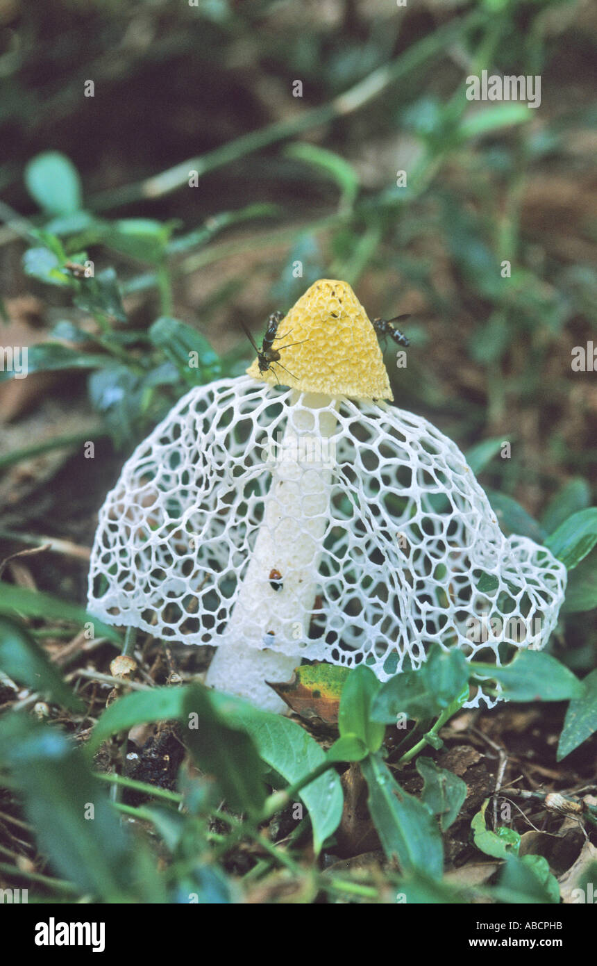 A rainforest fungus which attracts flies with a smell like rotting meat