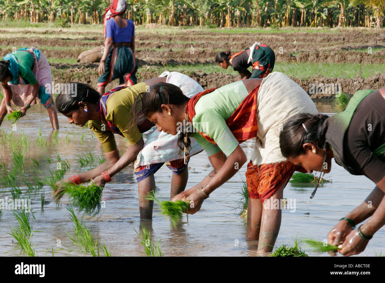 Women Working In Paddy Fields Hampi Karnatika India Stock Photo - Alamy