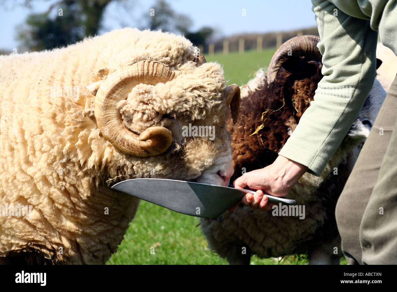 Farmer feeding Suffolk sheep, Devon, England Stock Photo