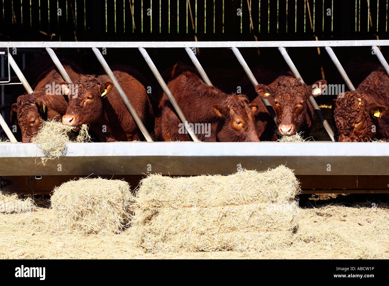 Ruby red cattle feeding on farm in Devon, England Stock Photo