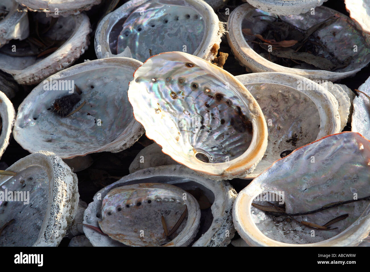 Abalone shells, Tasmania, Australia Stock Photo Alamy