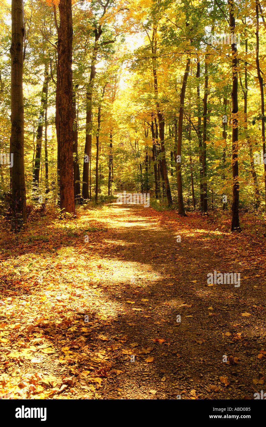 Path in woods hi-res stock photography and images - Alamy