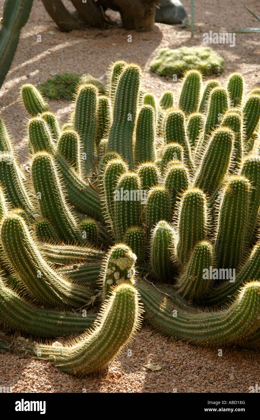 Cactus in Morocco Stock Photo - Alamy