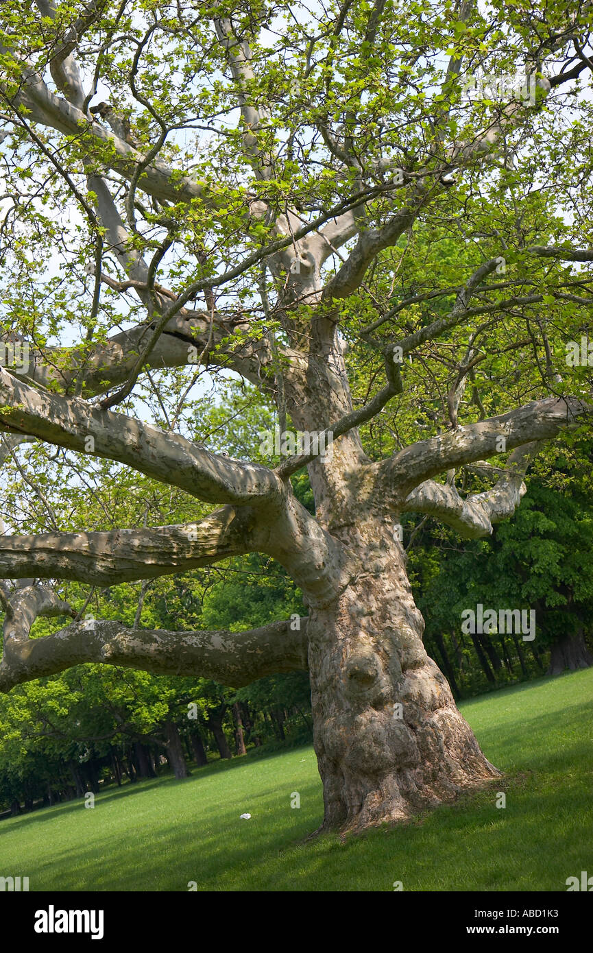 old sycamore tree Stock Photo Alamy