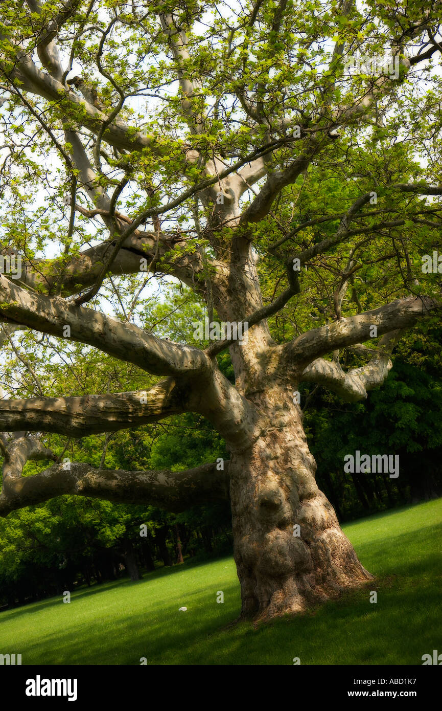 old-sycamore-tree-stock-photo-alamy