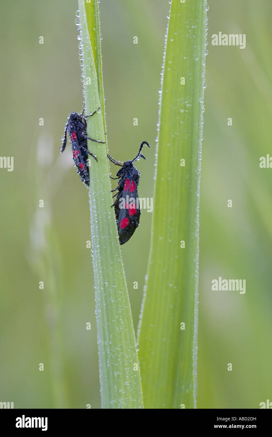 Narrowbordered Fivespot Zygaena lonicerae Beeston common