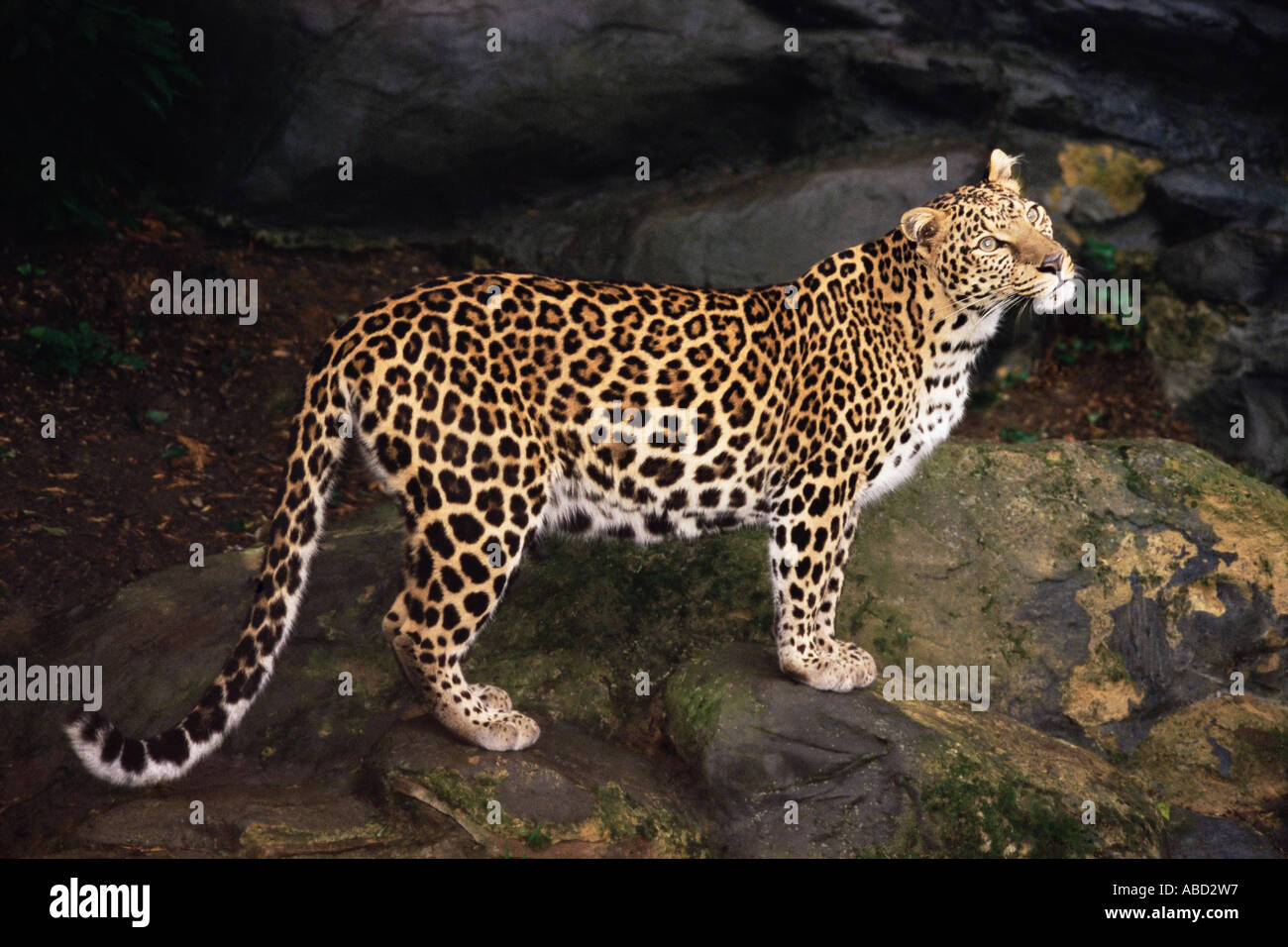 Leopard pattern hi-res stock photography and images - Alamy