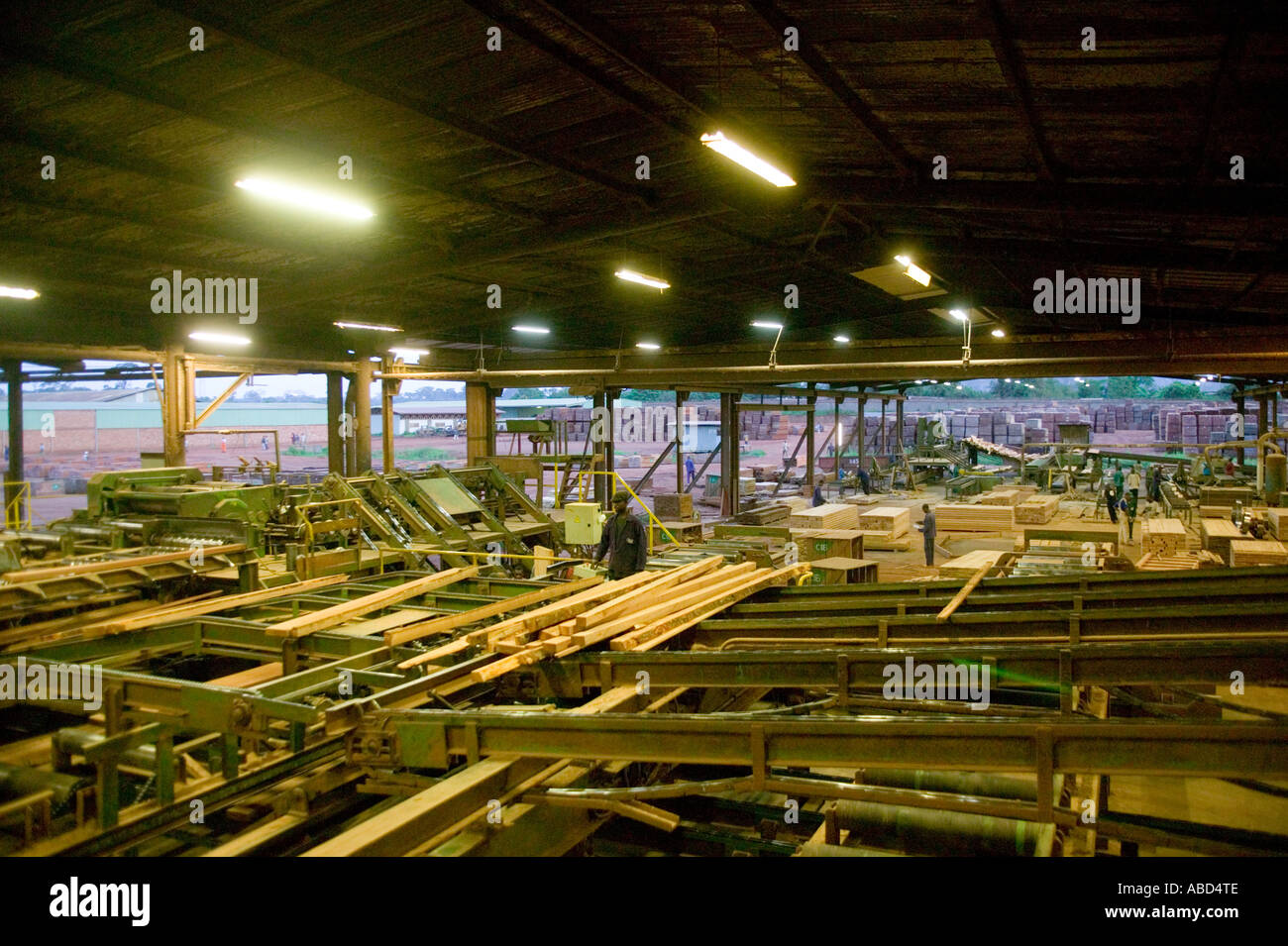 African mahogany (Sapele) being prepared in a sawmill Republic of Congo