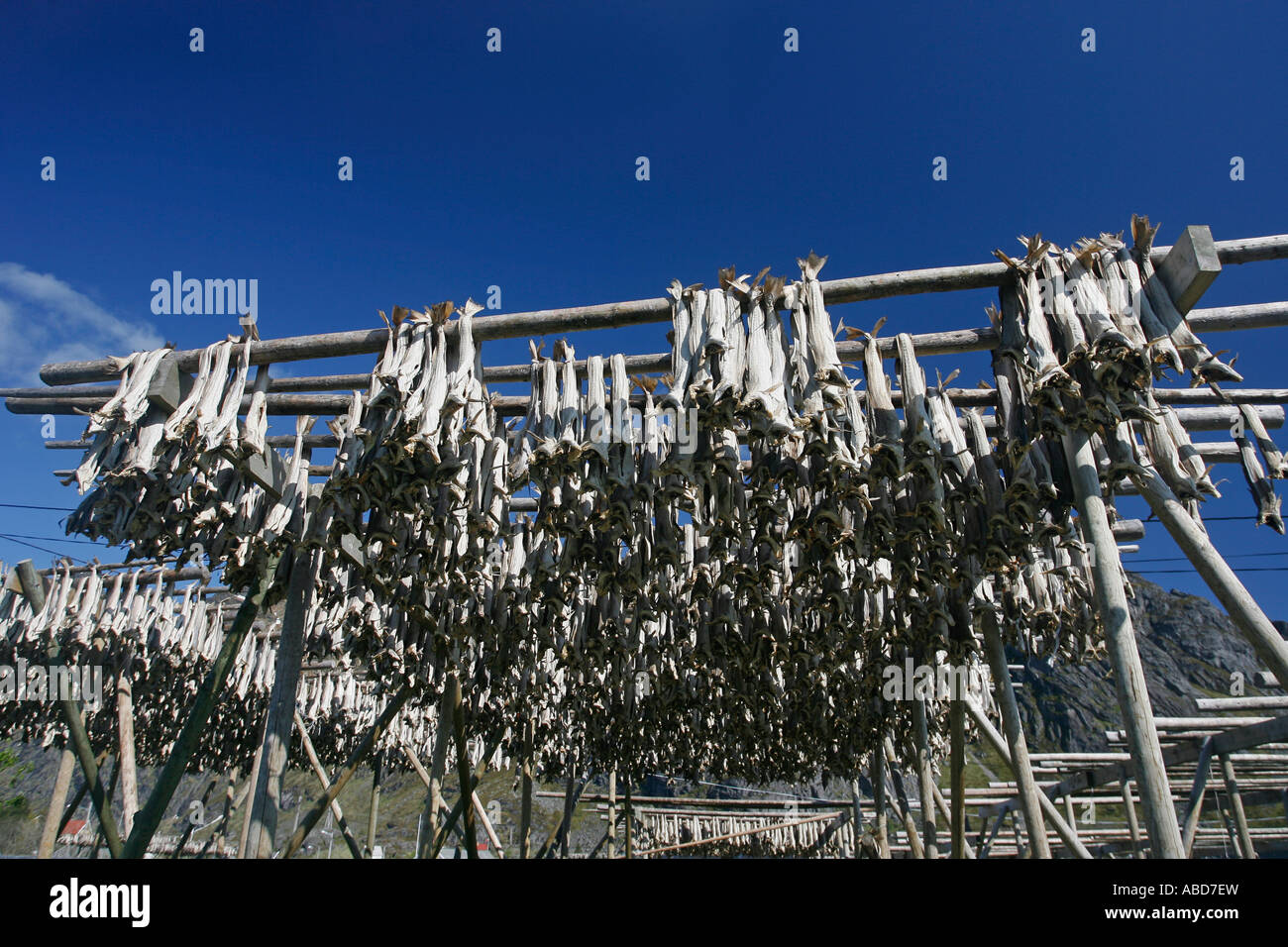 Drying fisk hi-res stock photography and images - Alamy
