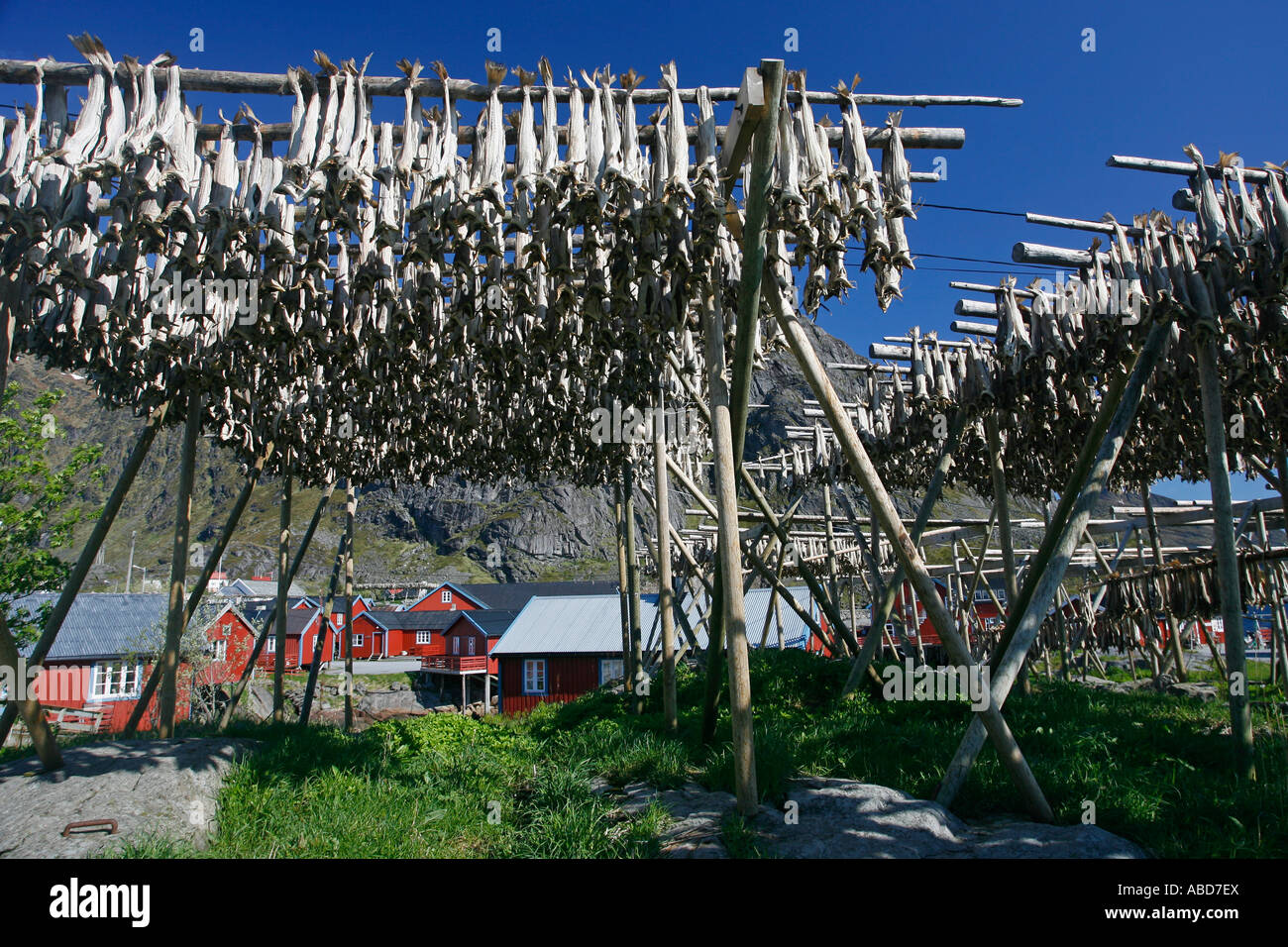 Cod drying Lofoten Islands Norway Europe Stock Photo - Alamy