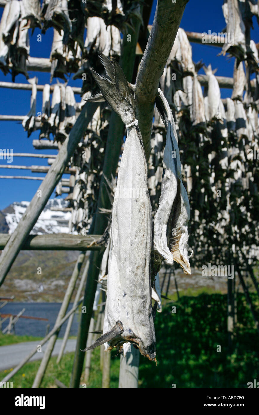 Cod drying Lofoten Islands Norway Europe Stock Photo - Alamy