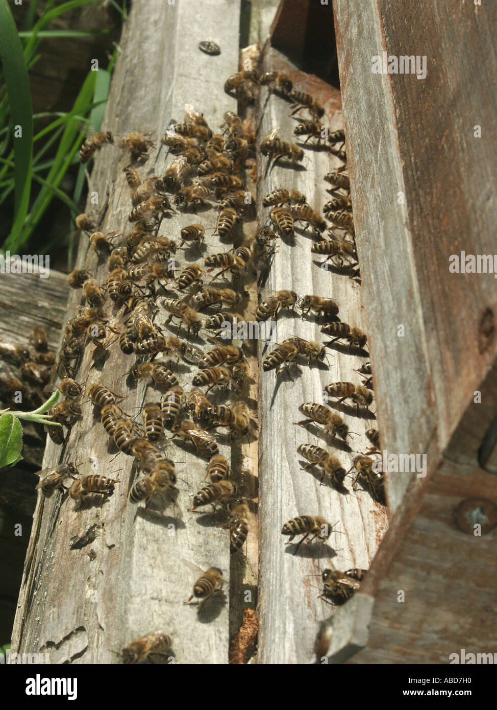 honeycombs with a beekeeper Stock Photo