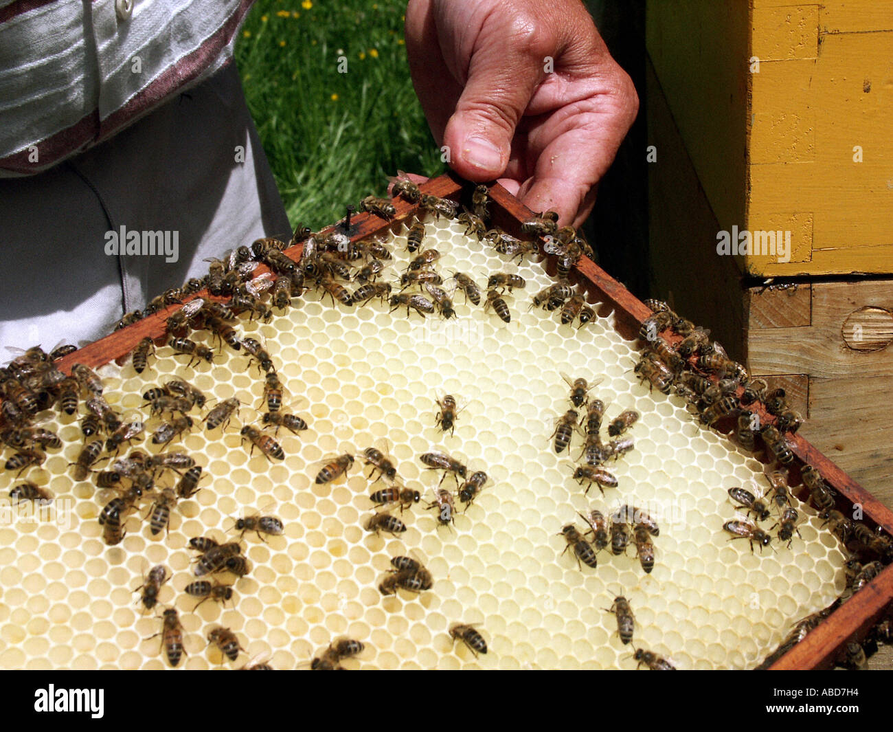 honeycombs with a beekeeper Stock Photo