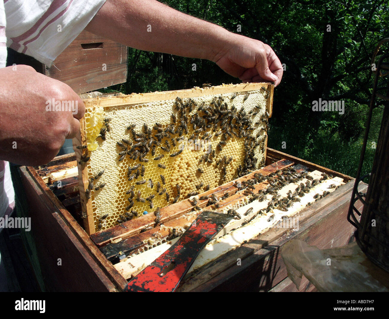 honeycombs with a beekeeper Stock Photo