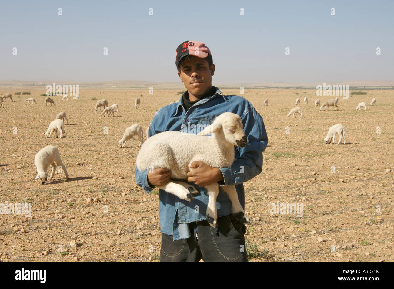 Shepherd holding lamb Stock Photo Alamy
