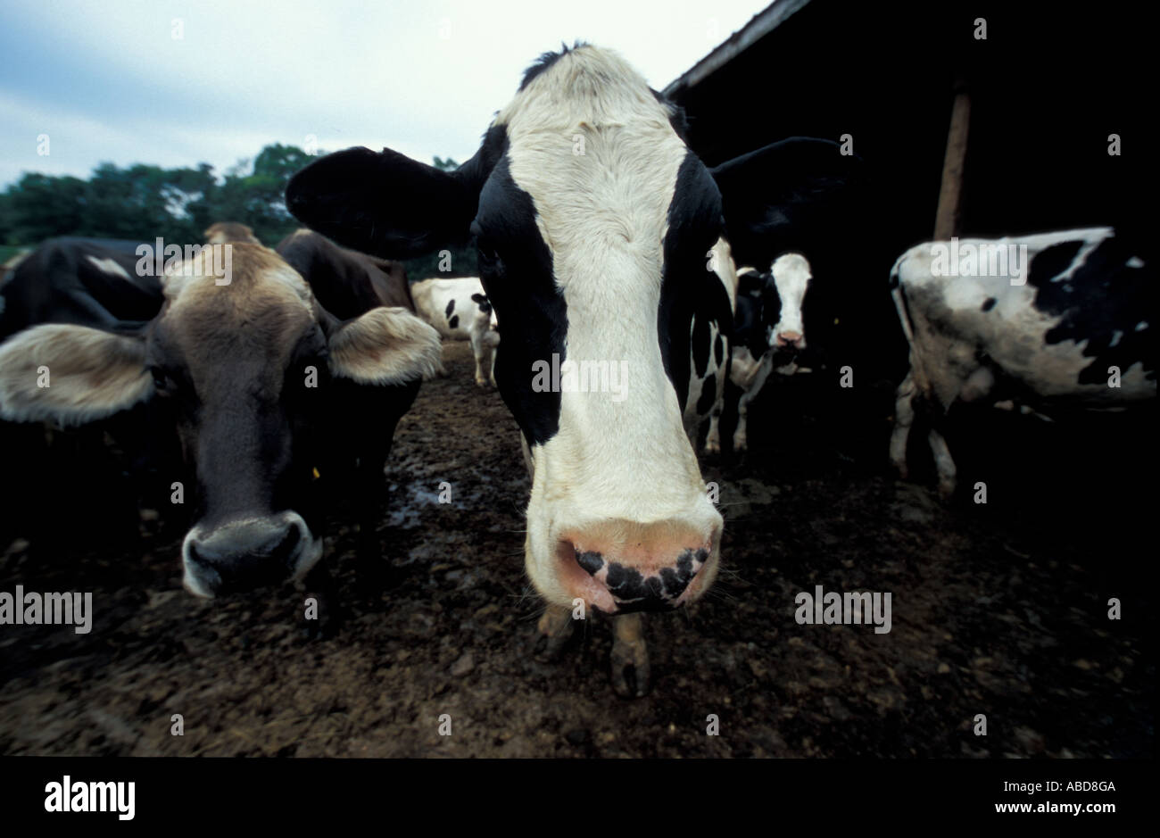Hampton NH A Holstein at the Hurd Farm in Hampton NH Dairy Farm Stock