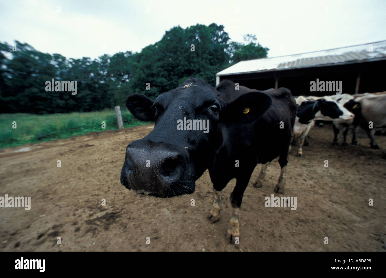 Hampton NH A Holstein cow at the Hurd Farm in Hampton NH Dairy Farm