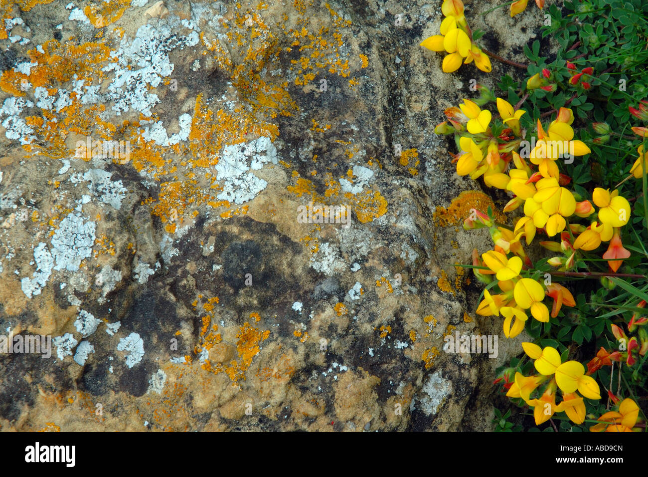 St Catherines point, Lichen, and Yellow Flowers, on Rock, Ventnor, Isle of Wight, England, UK, GB. Stock Photo