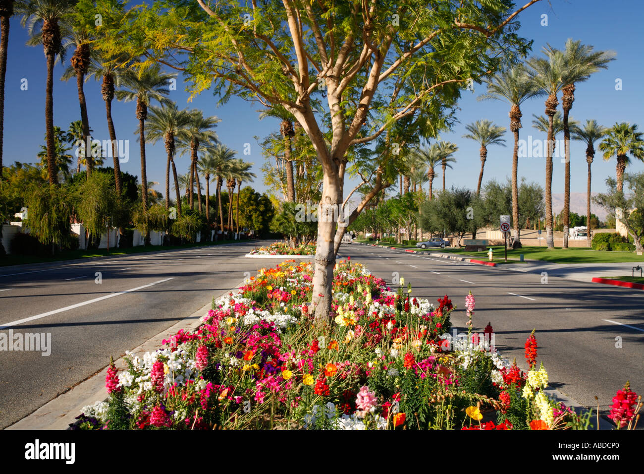 A flower lined street Eldorado Drive in Indian Wells near Palm Springs