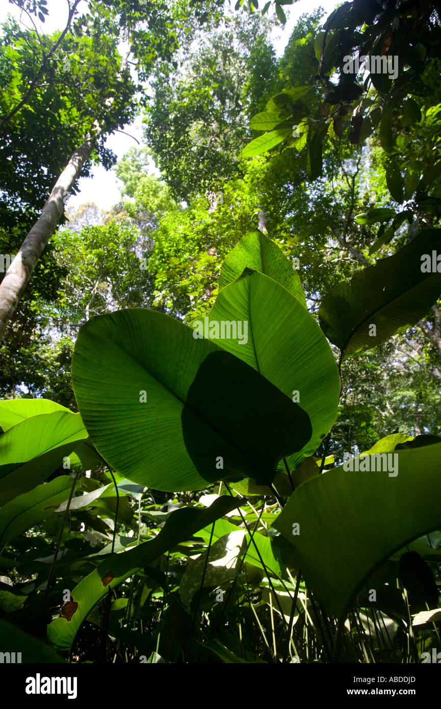 View of rainforest trees in the Congo, Republic of Congo Stock Photo