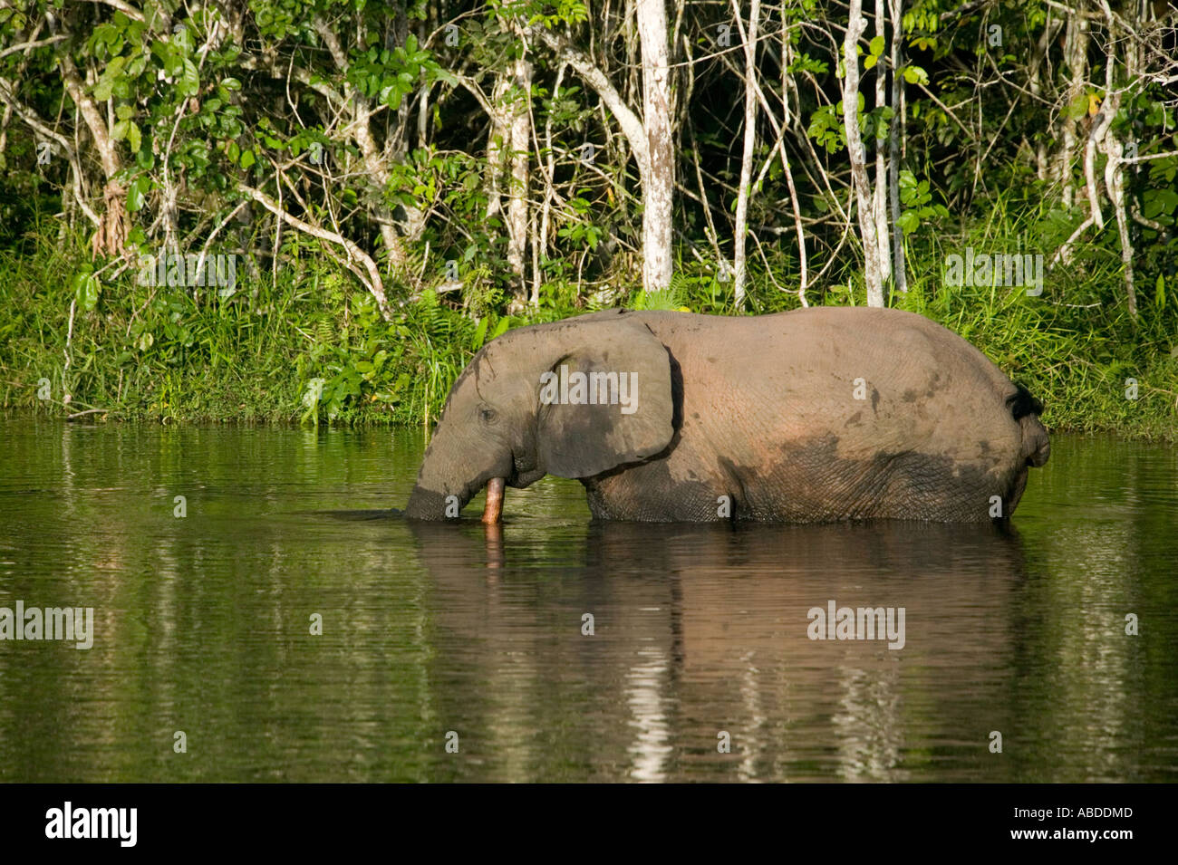A Bush Elephant Bathing In The Water A Bai A Natural Rainforest Stock Photo Alamy