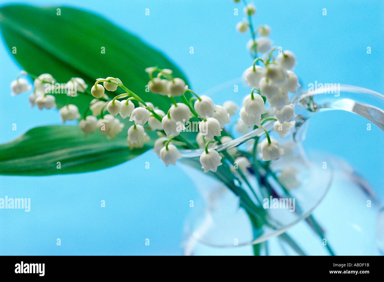 Lily Of The Valley In Vase High Resolution Stock Photography and Images ...