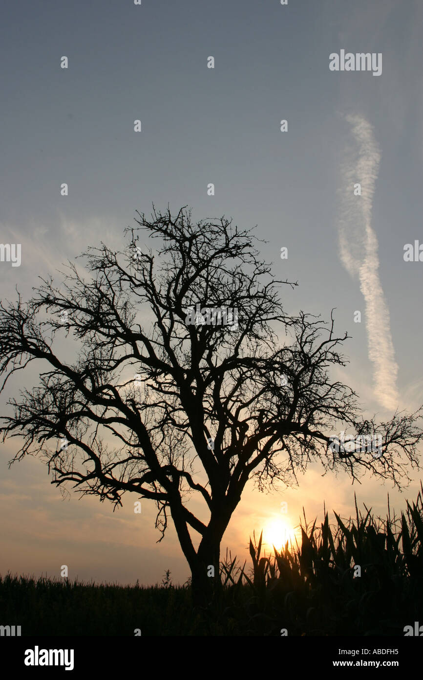 tree and sunset Stock Photo