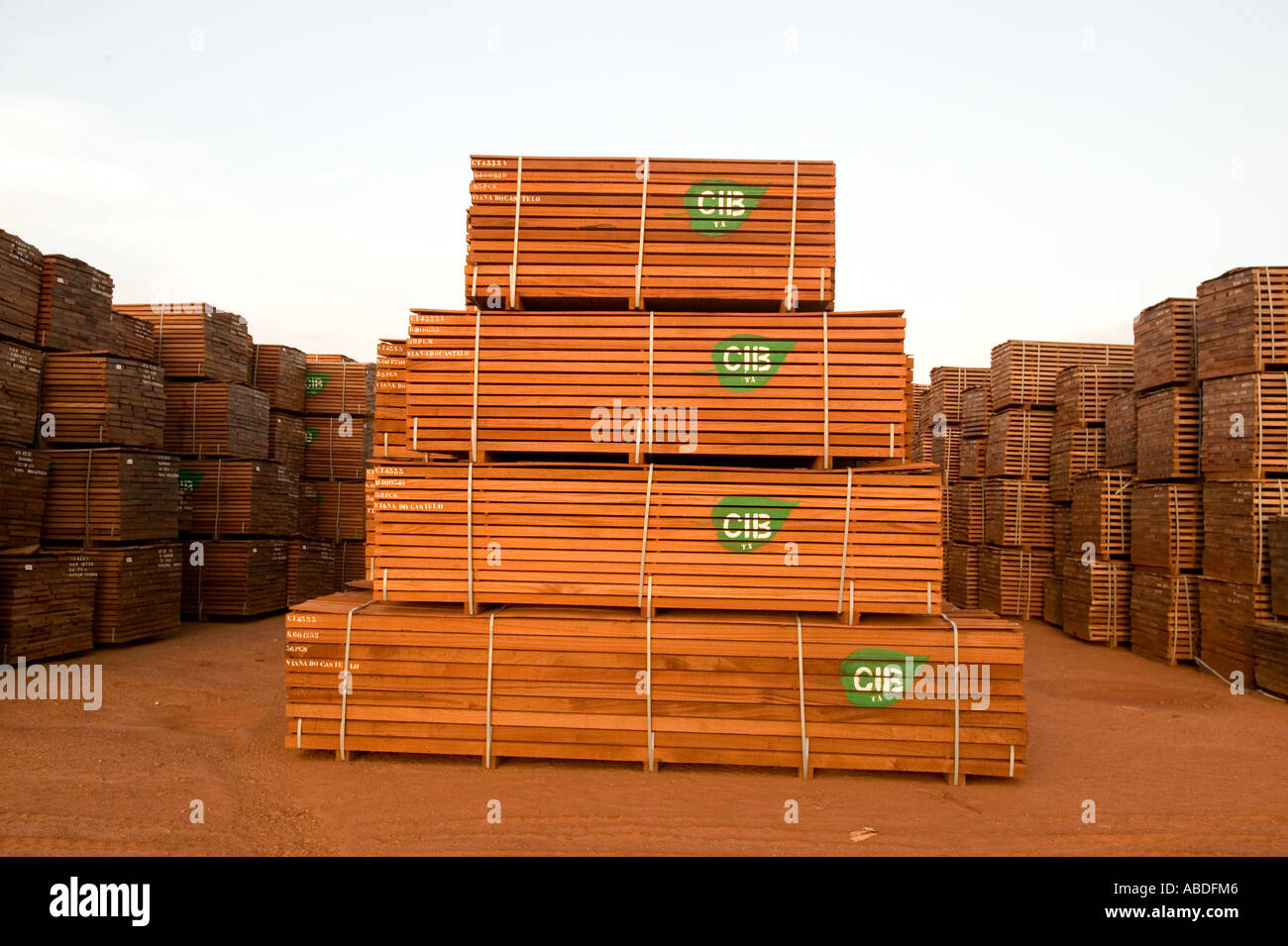 Harvested Rainforest Timber African Mahogany In The Republic Of