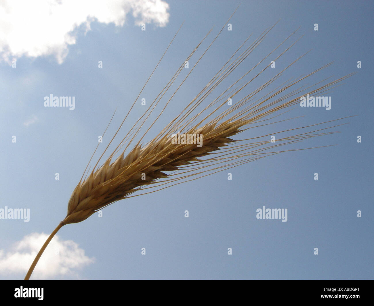 Grain - barley Stock Photo