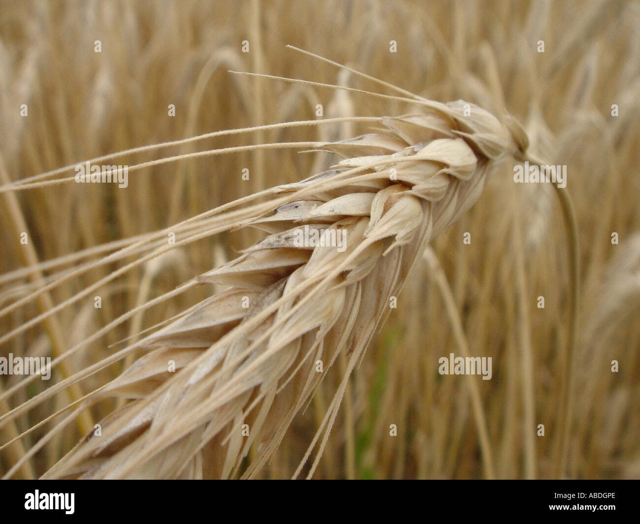 Grain - barley Stock Photo