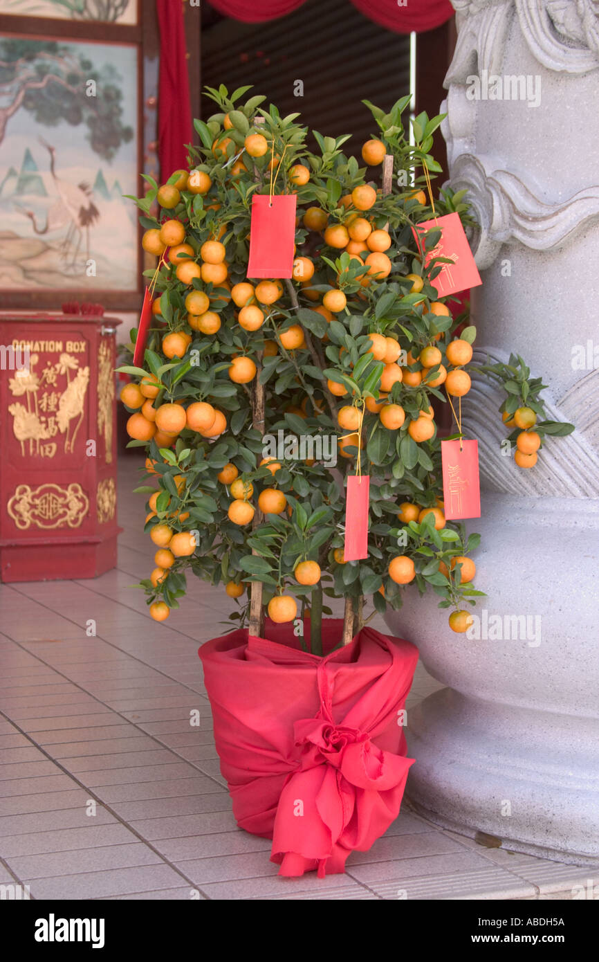 what does the traditional flower for chinese new year symbolize