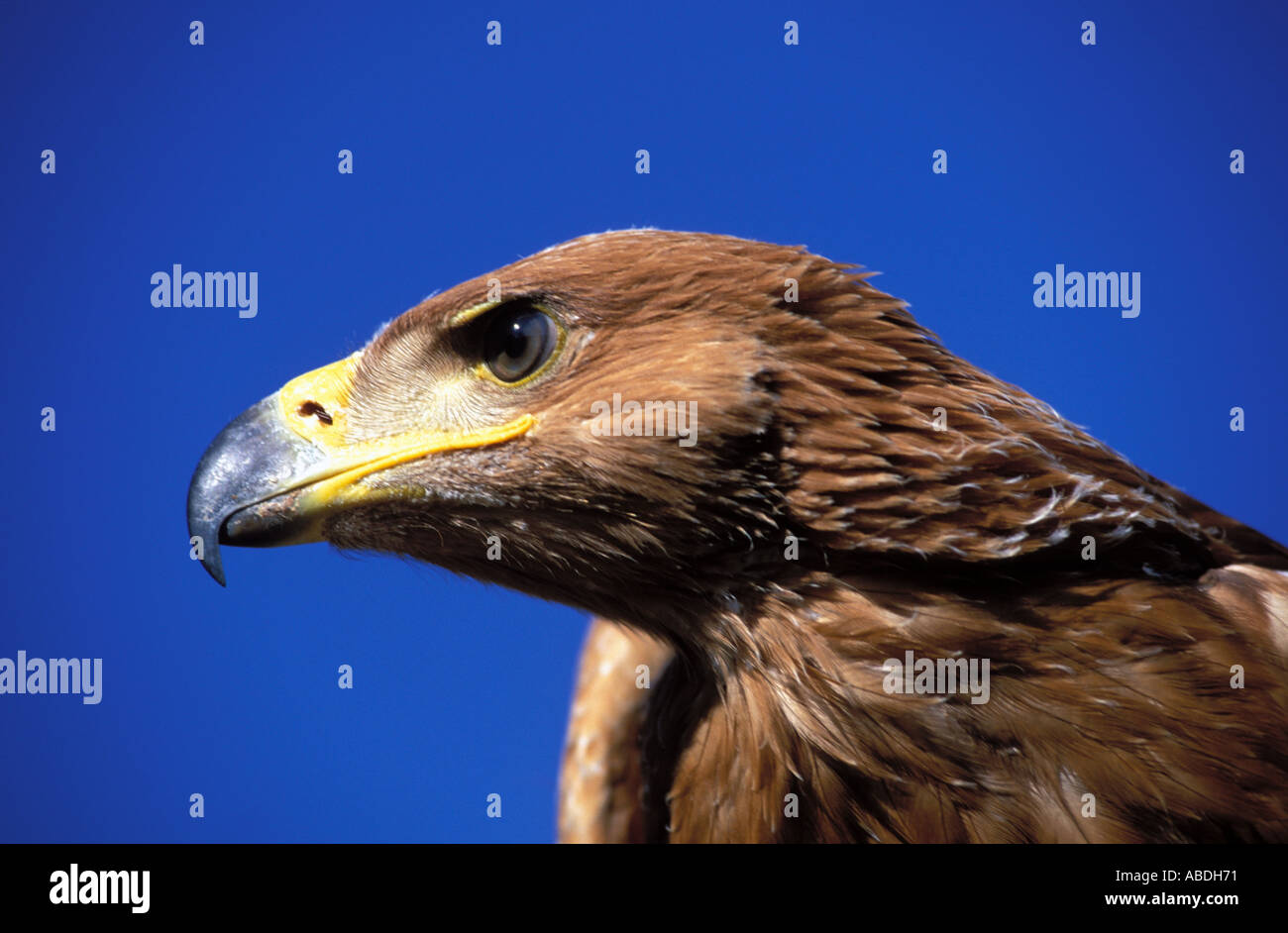 the spanish imperial eagle aguila imperial iberica Stock Photo - Alamy