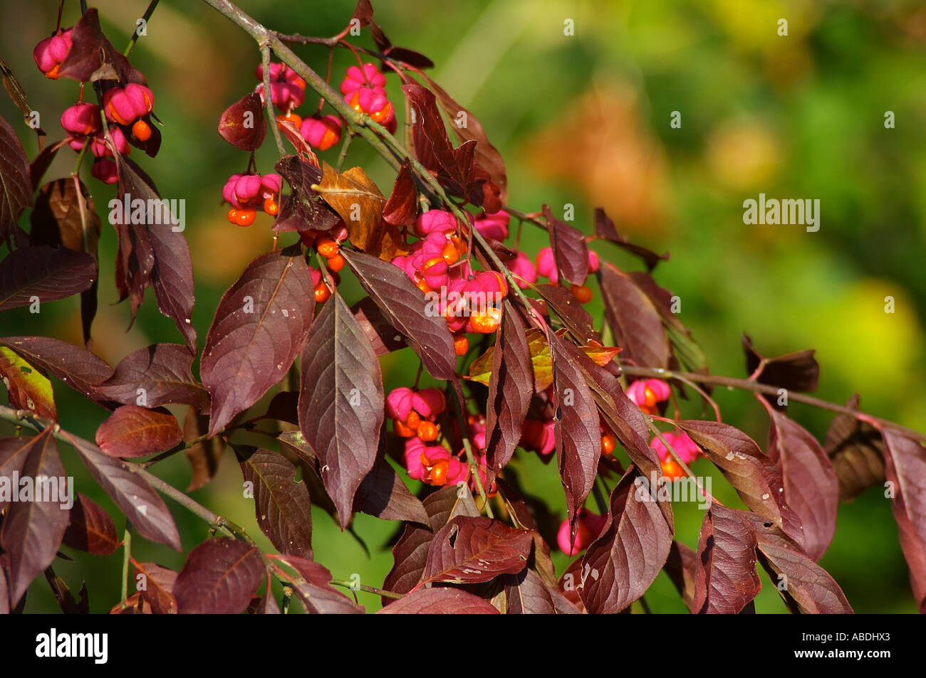 European euonymus (euonymus europaeus Stock Photo Alamy