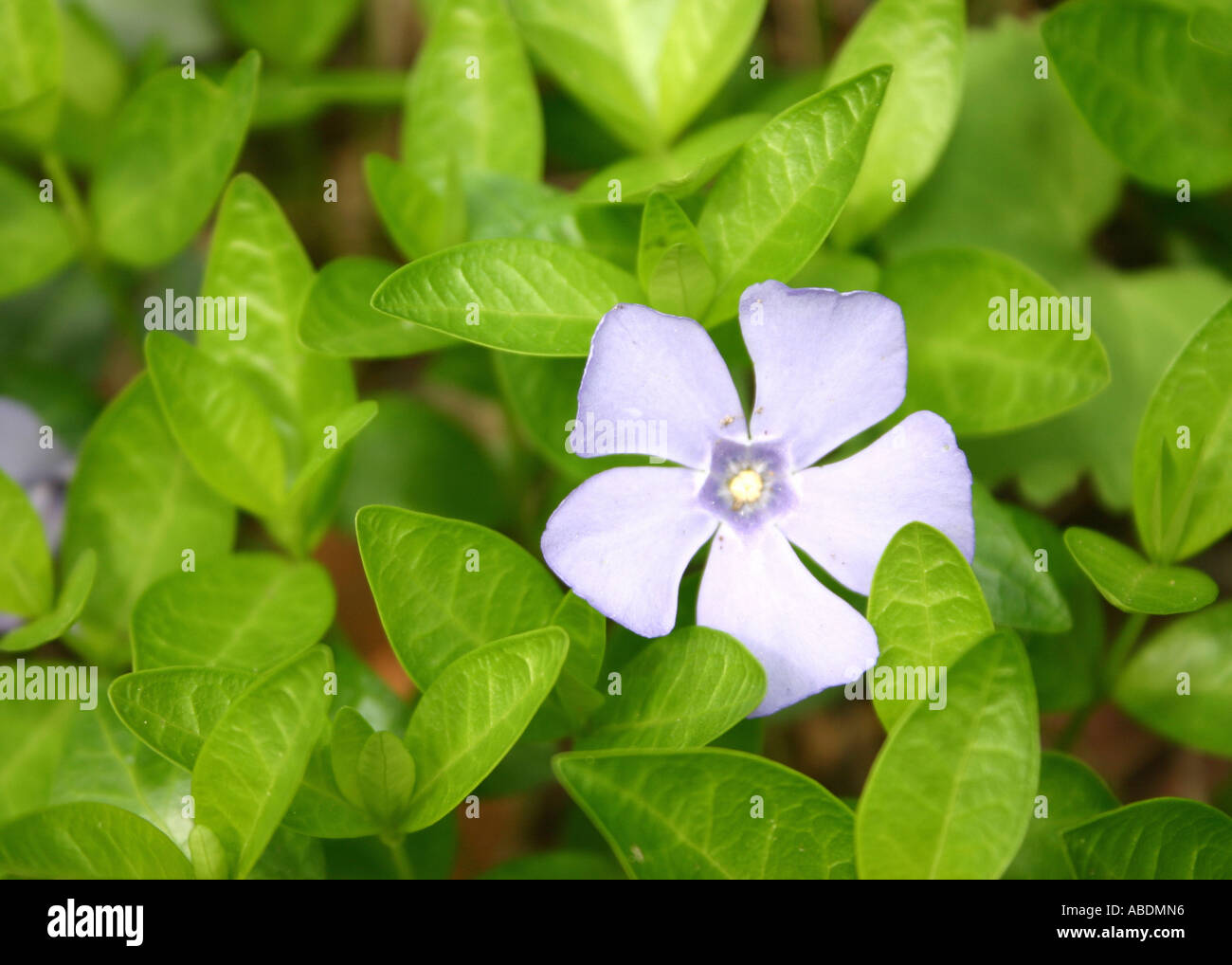 Green leaves leaf ecology hi-res stock photography and images - Alamy
