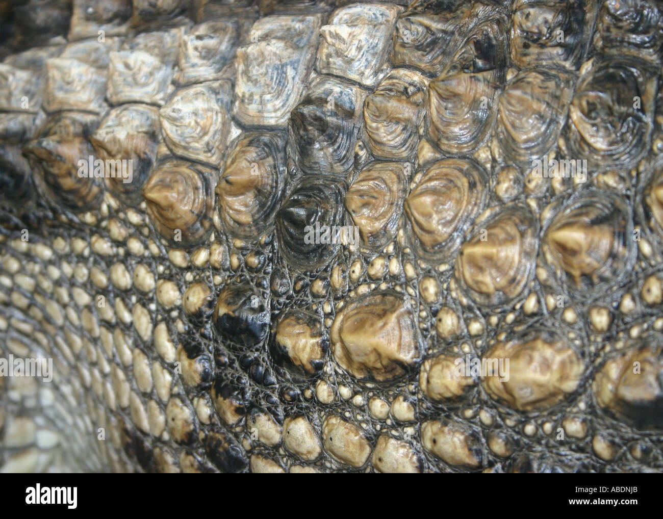 the crocodiles skin Stock Photo