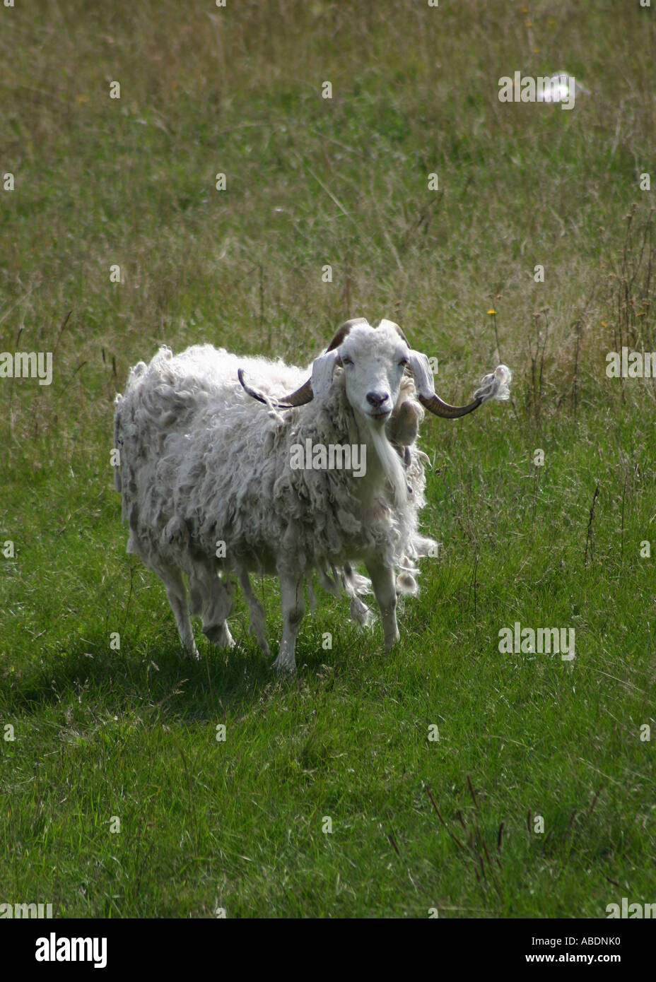 Mountain sheep in a grass field Stock Photo - Alamy