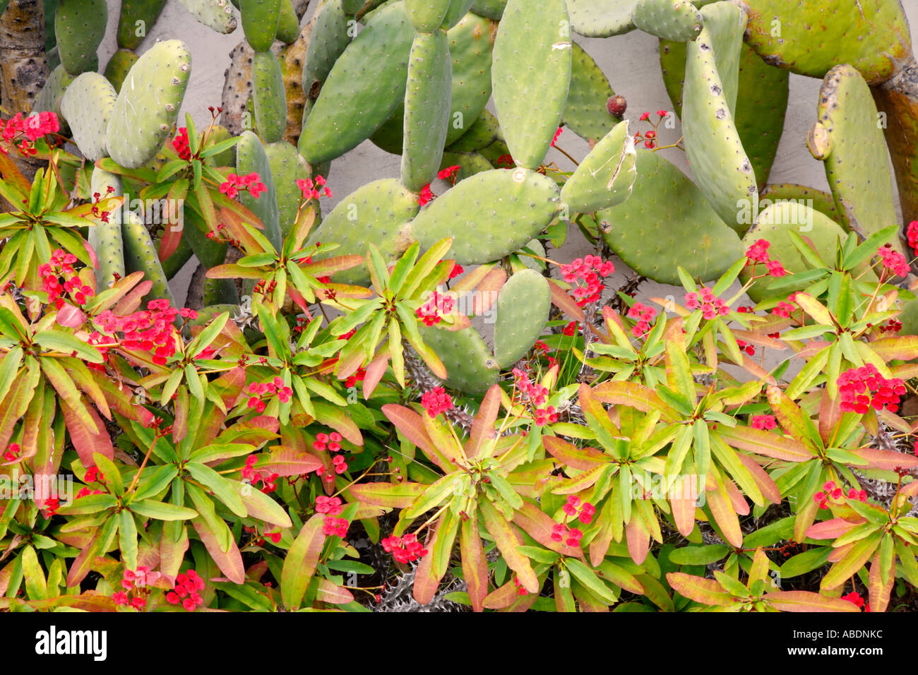 Flowers and cactus at the Historic Mission San Juan Capistrano Orange County California Stock