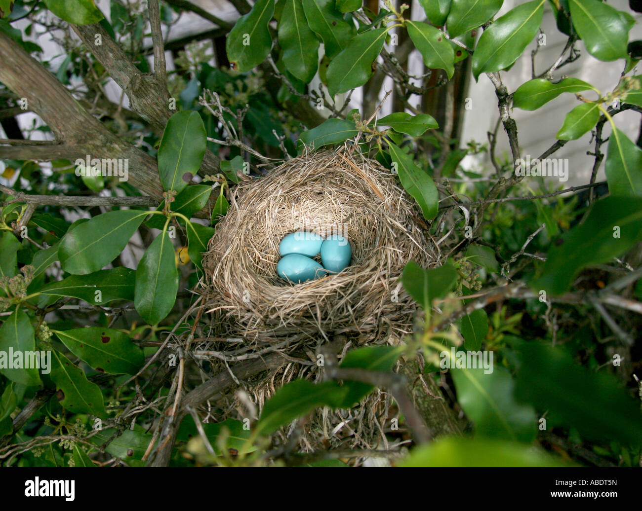 Three light blue American Robin (Turdus migratorius) eggs in nest in ...