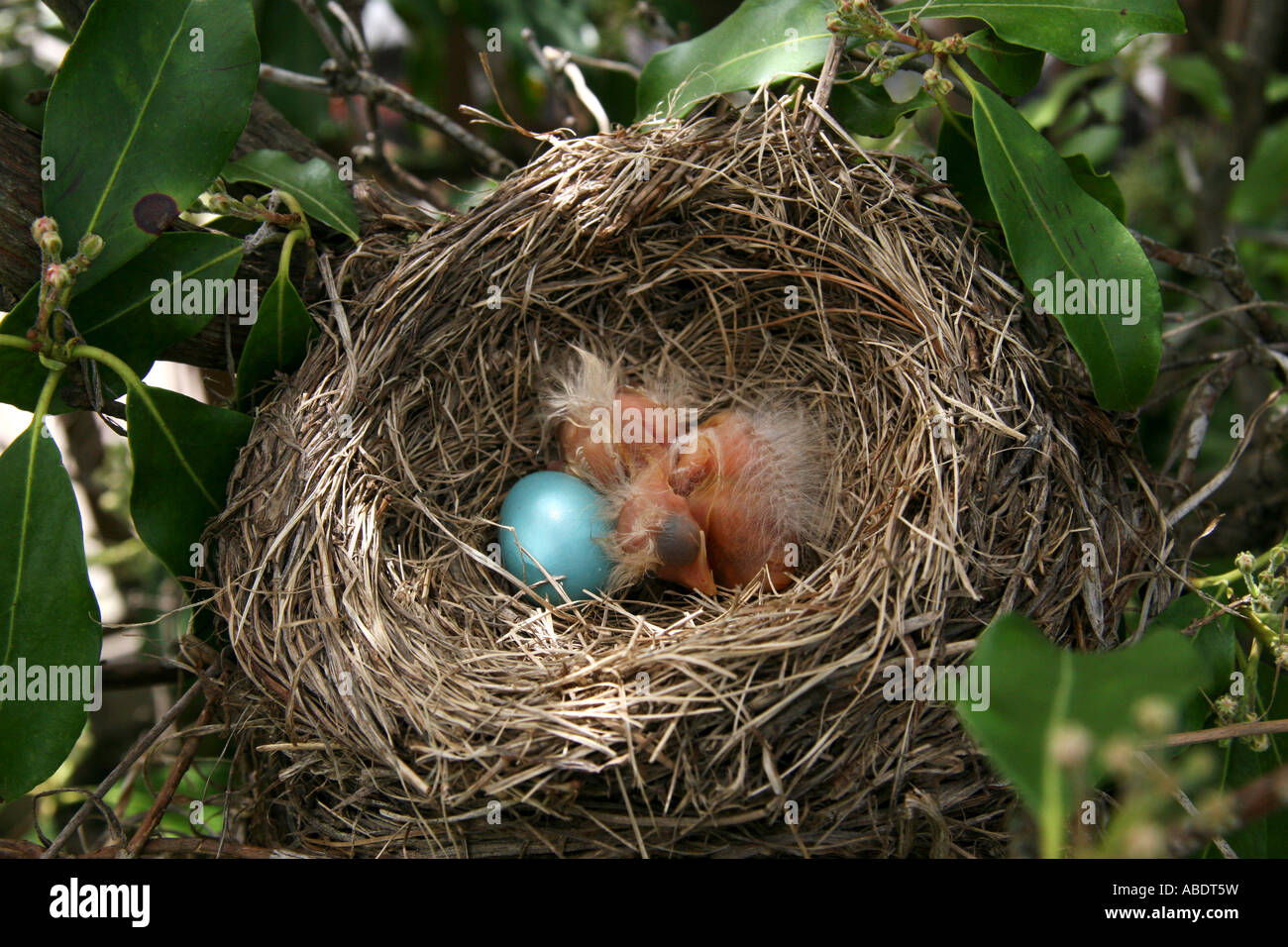 Two newly hatched American Robin chicks with unhatched egg Stock Photo