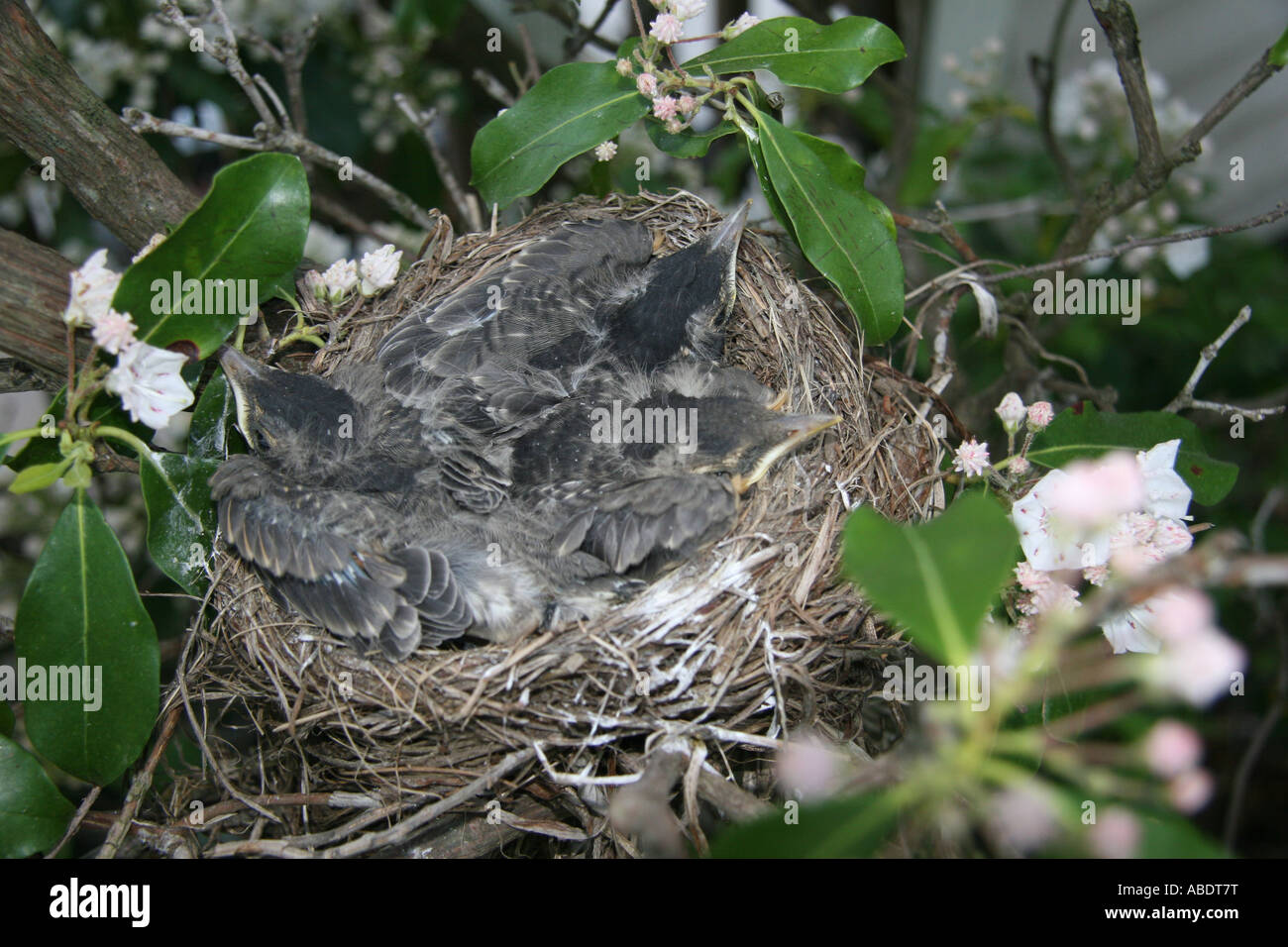 Body Cast Bondage American Robin Chicks
